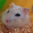 steveleee
