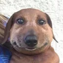 bondagelucifer