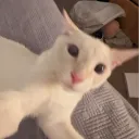 boopdeez