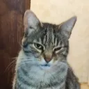 veshka