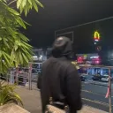 yaj.fckeveryone