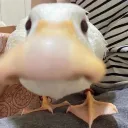veebeaa