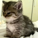 avatar paw