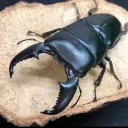 denjiirou
