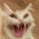 smallcat5855