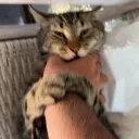 o_z_i