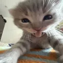 skiixo