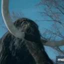 mamutmichal5675