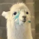 reyo