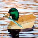 quackumm