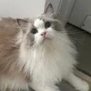 vctju