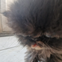 avatar The Article 5 Enjoyer