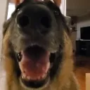 bacon9
