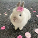 avatar 🍓 🐇  𝒞𝒽𝑒𝑒𝓁𝒶𝒾  🐇  🍓