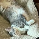 ab_xi