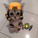 d0oori