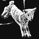 courier_426