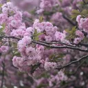 zendagi_migzara