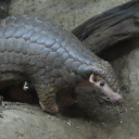 avatar AardvarkChan 🇭🇰🇭🇰