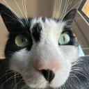 candorlad