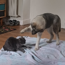 avatar ꧁༒☬✞𝓚 𝔦𝔯𝔞✞☬༒꧂