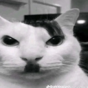 avatar 毛毛Rianna🌸