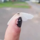 cicadasound