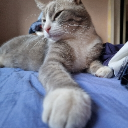 avatar Chaton mignon