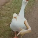 Аватар cute_quail_89632