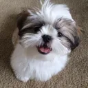 ivanchai.ck