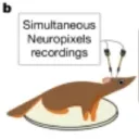 squirrelofamusician