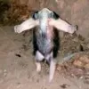 rogudev.com