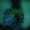 rapsonix