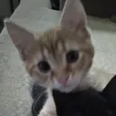 1upwolfie