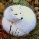 snowspirit7843#2346's avatar