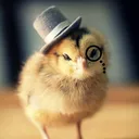 duskphoenix.