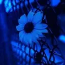 aroace.bard_08