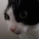 lardoc