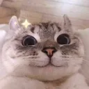 habibj_