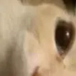 unsapato49