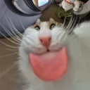 dziki_zgon
