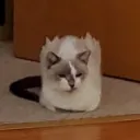 .squarecat