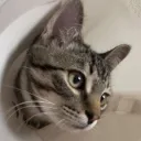jjpokey