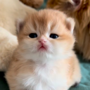 avatar ׄ ₊ 𐙚 kath  ˖ ݁𖥔