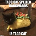 tacocat9290