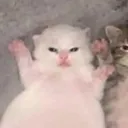 scared_mouse69
