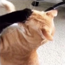 avatar ashleigh! ⋆˙⟡