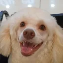 yongsunssi