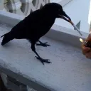 ludomante