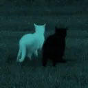snoopx.